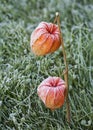 Physalis winter cherry in hoarfrost. Royalty Free Stock Photo