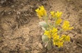 Physaria acutifolia Double Bladderpod Yellow Wildflowers