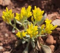 Physaria Newberryi Royalty Free Stock Photo