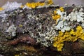 Physcia aipolia, commonly known as Hoary rosette lichen, is a species of fungal lichen in the genus Physcia Royalty Free Stock Photo