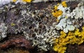 Physcia aipolia, commonly known as Hoary rosette lichen, is a species of fungal lichen in the genus Physcia Royalty Free Stock Photo