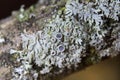 Physcia aipolia, commonly known as Hoary rosette lichen, is a species of fungal lichen in the genus Physcia Royalty Free Stock Photo