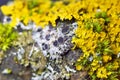 Physcia aipolia commonly known as Hoary rosette lichen is a species of fungal lichen in the genus Physcia Royalty Free Stock Photo