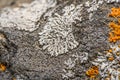 Physcia caesia, known as blue-gray rosette lichen Royalty Free Stock Photo