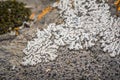 Physcia caesia, known as blue-gray rosette lichen and powder-back lichen Royalty Free Stock Photo