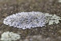 Physcia caesia, known colloquially as blue-gray rosette lichen and powder-back lichen, is a species of foliose lichenized fungus