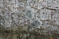 Physcia lichen in wild on tree bark Royalty Free Stock Photo