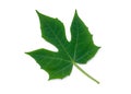 Physic Nut Jatropha curcas leaf isolated on white Royalty Free Stock Photo