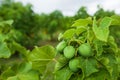 Physic nut, Purging nut or Barbadose nut Jatropha curcas L. agriculture farming, fruitage in the trees. Vegetable oil refining, Royalty Free Stock Photo