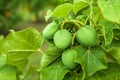 Physic nut, Purging nut or Barbadose nut Jatropha curcas L. agriculture farming, fruitage in the trees. Vegetable oil refining, Royalty Free Stock Photo