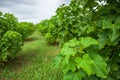 Physic nut, Purging nut or Barbadose nut Jatropha curcas L. agriculture farming, fruitage in the trees. Vegetable oil refining, Royalty Free Stock Photo