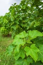 Physic nut, Purging nut or Barbadose nut Jatropha curcas L. agriculture farming, fruitage in the trees. Vegetable oil refining, Royalty Free Stock Photo