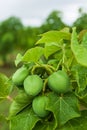 Physic nut, Purging nut or Barbadose nut Jatropha curcas L. agriculture farming, fruitage in the trees. Vegetable oil refining, Royalty Free Stock Photo