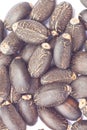 Physic Nut seeds