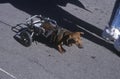 Physically challenged dachshund at the Doo Dah Parade, Pasadena, California