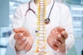 A physician with an artificial spine model in her hands Royalty Free Stock Photo