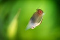 Physidae snail, bladder snails, family of air breathing freshwater snails, aquatic pulmonate gastropod molluscs. Aquascaping Anima Royalty Free Stock Photo