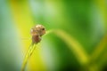 Physidae snail, bladder snails, family of air breathing freshwater snails, aquatic pulmonate gastropod molluscs. Aquascaping Anima Royalty Free Stock Photo