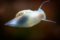 Physidae snail, bladder snails, family of air breathing freshwater snails, aquatic pulmonate gastropod molluscs. Aquascaping Anima