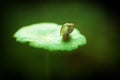 Physidae snail, bladder snails, family of air breathing freshwater snails, aquatic pulmonate gastropod molluscs. Aquascaping Anima Royalty Free Stock Photo