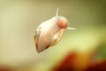 Physidae snail, bladder snails, family of air breathing freshwater snails, aquatic pulmonate gastropod molluscs. Aquascaping Anima Royalty Free Stock Photo