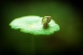 Physidae snail, bladder snails, family of air breathing freshwater snails, aquatic pulmonate gastropod molluscs. Aquascaping Anima Royalty Free Stock Photo