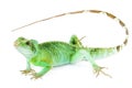 Physignathus cocincinus Royalty Free Stock Photo