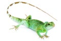 Physignathus cocincinus Royalty Free Stock Photo