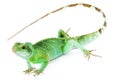 Physignathus cocincinus Royalty Free Stock Photo