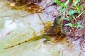 A Physignathus cocininus in shallow water areas