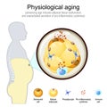 Physiological Aging. Cellular senescence Royalty Free Stock Photo