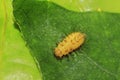 Physiology of the pupa of small caterpillar.