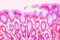 Physiology of the stomach for education in laboratory.