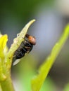 Physiphora is a genus of flies in the family Ulidiidae, green leaves plant to sit Physiphora insect and rain drop water Royalty Free Stock Photo