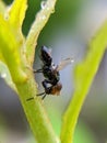 Physiphora is a genus of flies in the family Ulidiidae, green leaves plant to sit Physiphora insect and rain drop water Royalty Free Stock Photo