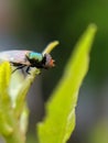 Physiphora is a genus of flies in the family Ulidiidae, green leaves plant to sit Physiphora insect and rain drop water Royalty Free Stock Photo