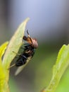 Physiphora is a genus of flies in the family Ulidiidae, green leaves plant to sit Physiphora insect and rain drop water Royalty Free Stock Photo