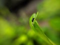 Physiphora is a genus of flies in the family Ulidiidae, green leaves plant to sit Physiphora insect and rain drop water Royalty Free Stock Photo