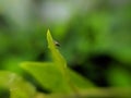 Physiphora is a genus of flies in the family Ulidiidae, green leaves plant to sit Physiphora insect and rain drop water Royalty Free Stock Photo