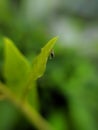 Physiphora is a genus of flies in the family Ulidiidae, green leaves plant to sit Physiphora insect and rain drop water Royalty Free Stock Photo