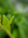 Physiphora is a genus of flies in the family Ulidiidae, green leaves plant to sit Physiphora insect and rain drop water Royalty Free Stock Photo