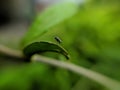 Physiphora is a genus of flies in the family Ulidiidae, green leaves plant to sit Physiphora insect and rain drop water Royalty Free Stock Photo