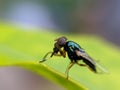 Physiphora is a genus of flies in the family Ulidiidae. in indian village garden Physiphora image Royalty Free Stock Photo