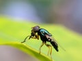 Physiphora is a genus of flies in the family Ulidiidae. in indian village garden Physiphora image Royalty Free Stock Photo
