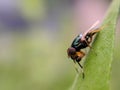 Physiphora is a genus of flies in the family Ulidiidae. Royalty Free Stock Photo