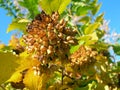 Physocarpus opulifolius fruit clusters