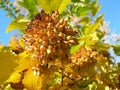 Physocarpus opulifolius fruit clusters and yellow leaves