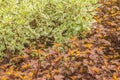 Physocarpus opulifolius, ninebark and cornus alba, the red-barked, white or Siberian dogwood Royalty Free Stock Photo