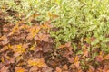 Physocarpus opulifolius, ninebark and cornus alba, the red-barked, white or Siberian dogwood Royalty Free Stock Photo