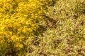 Physocarpus opulifolius, ninebark with yellow leaves \